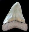 Serrated, Fossil Megalodon Tooth - Great Color #76554-3